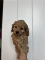 Grizz, a female Cockapoo for sale in Huntsville, AL – Photo 2 of 5