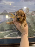 Koda, a male Cockapoo for sale in Huntsville, AL – Photo 4 of 4