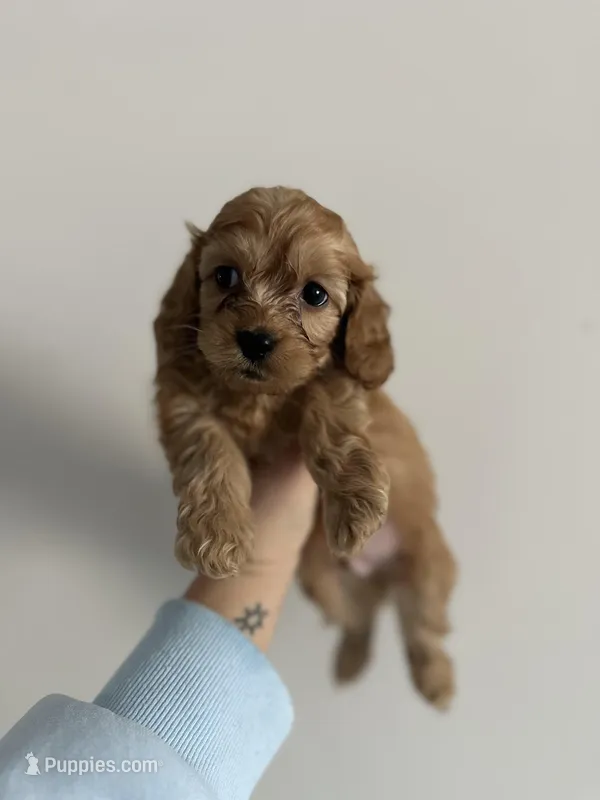 Koda – Cockapoo puppy on hold in Huntsville, AL
