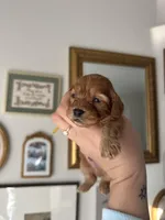 Koda, a male Cockapoo for sale in Huntsville, AL – Photo 2 of 4