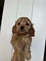 Koda, a male Cockapoo for sale in Huntsville, AL – Photo 3 of 4