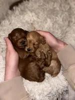 Levitt, a female Cockapoo for sale in Huntsville, AL – Photo 5 of 10