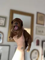 Levitt, a female Cockapoo for sale in Huntsville, AL – Photo 3 of 10