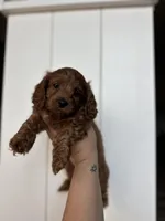 Levitt, a female Cockapoo for sale in Huntsville, AL – Photo 2 of 10