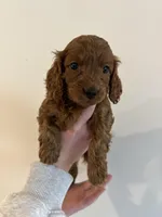 Levitt, a female Cockapoo for sale in Huntsville, AL – Photo 7 of 10