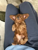 Levitt, a female Cockapoo for sale in Huntsville, AL – Photo 10 of 10