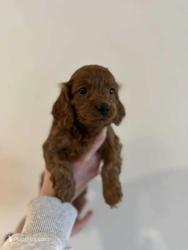 Levitt – Cockapoo puppy for sale in Huntsville, AL