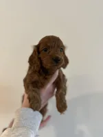 Levitt, a female Cockapoo for sale in Huntsville, AL – Photo 1 of 10