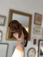 Levitt, a female Cockapoo for sale in Huntsville, AL – Photo 4 of 10