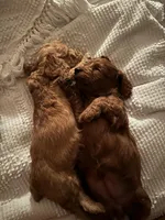 Levitt, a female Cockapoo for sale in Huntsville, AL – Photo 9 of 10