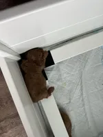 Levitt, a female Cockapoo for sale in Huntsville, AL – Photo 8 of 10