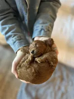 Levitt, a female Cockapoo for sale in Huntsville, AL – Photo 6 of 10