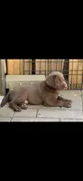 Chocolate, a male Labrador Retriever for sale in Sioux Falls, SD – 2 of 3