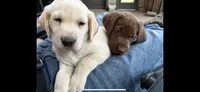Chocolate, a male Labrador Retriever for sale in Sioux Falls, SD – 3 of 3