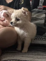Pup, a female Chihuahua and Shih Tzu for sale in Norco, CA – 3 of 3