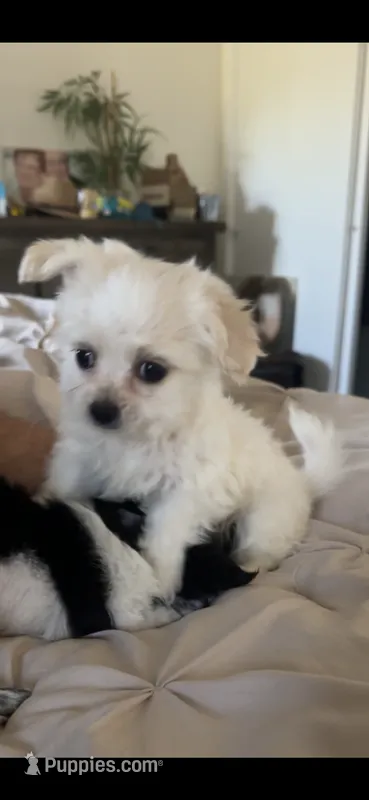 Pup – Chihuahua, Shih Tzu puppy for sale in Norco, CA