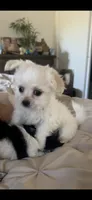 Pup, a male Chihuahua and Shih Tzu for sale in Norco, CA – 5 of 6