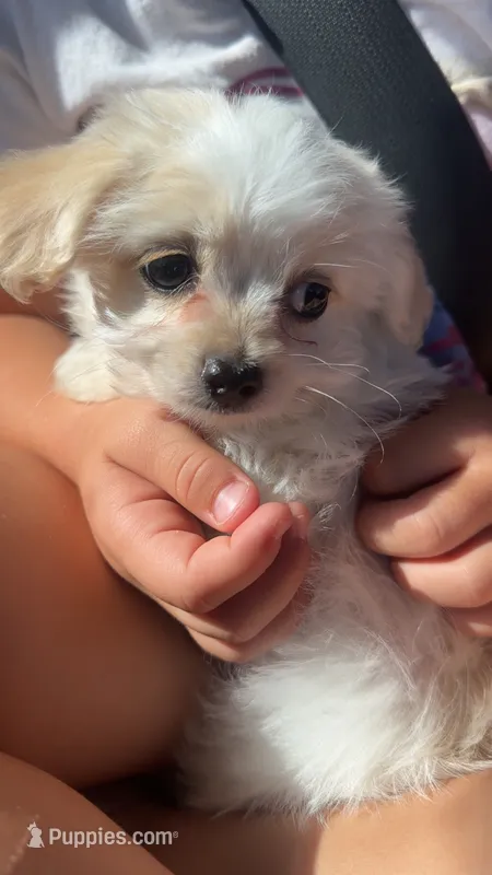 Pup – Chihuahua, Shih Tzu puppy for sale in Norco, CA