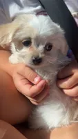 Pup, a male Chihuahua and Shih Tzu for sale in Norco, CA – 4 of 6