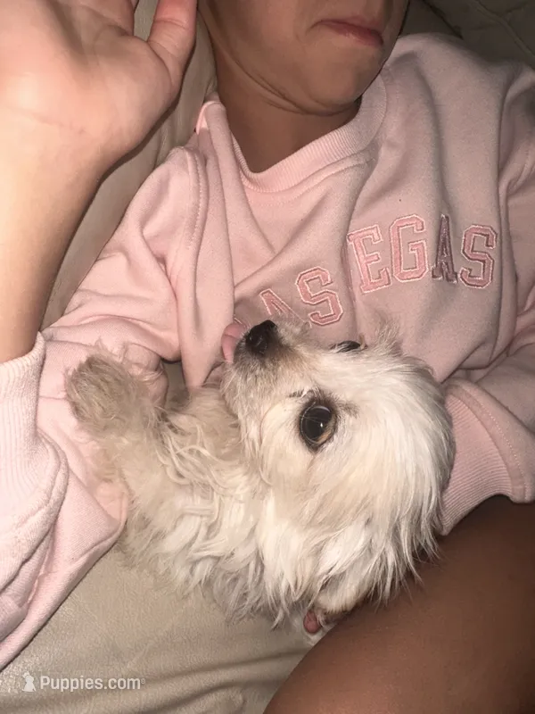 Pup – Chihuahua, Shih Tzu puppy for sale in Norco, CA