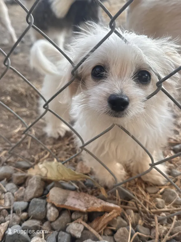 Pup – Chihuahua, Shih Tzu puppy for sale in Norco, CA