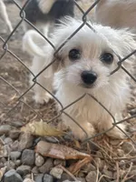 Pup, a male Chihuahua and Shih Tzu for sale in Norco, CA – 1 of 6
