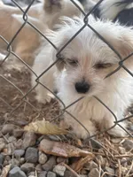 Pup, a male Chihuahua and Shih Tzu for sale in Norco, CA – 6 of 6