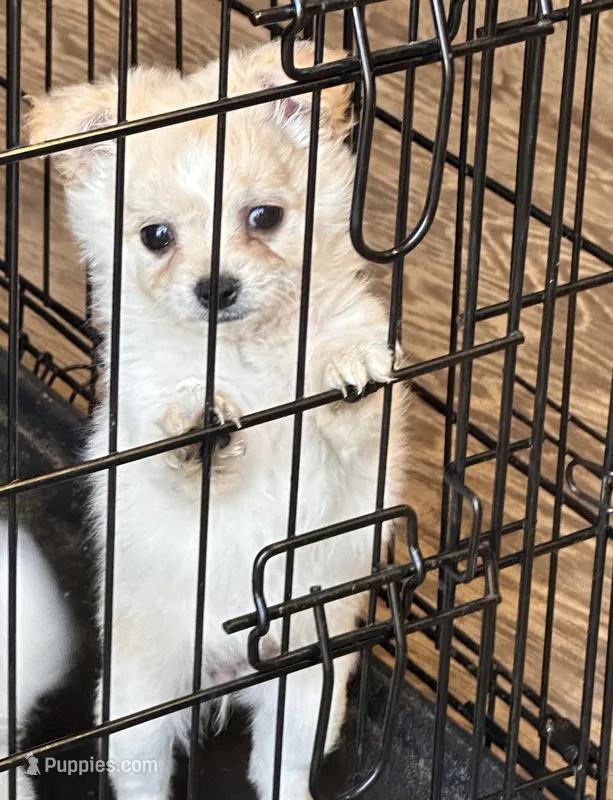 Pup – Chihuahua, Shih Tzu puppy for sale in Norco, CA