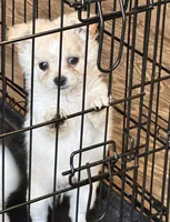 Pup, a female Chihuahua and Shih Tzu for sale in Norco, CA – 1 of 2