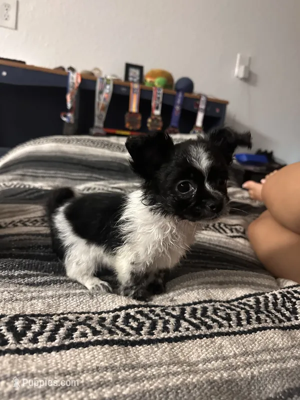 pup – Chihuahua, Shih Tzu puppy for sale in Norco, CA