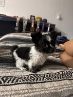 pup, a male Chihuahua and Shih Tzu for sale in Norco, CA – 1 of 3