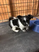 pup, a male Chihuahua and Shih Tzu for sale in Norco, CA – 3 of 3