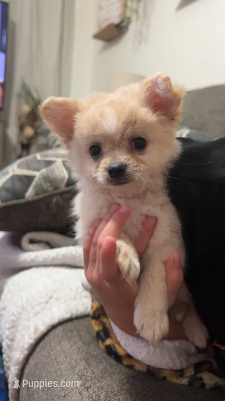 Pup – Chihuahua, Shih Tzu puppy for sale in Norco, CA