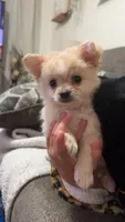 Pup, a female Chihuahua and Shih Tzu for sale in Norco, CA – 1 of 3