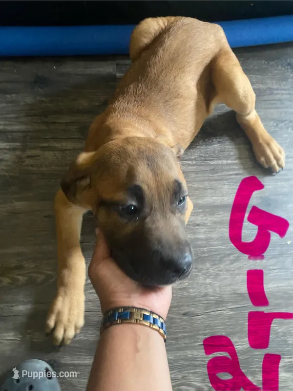 Fawn girl 1 – Cane Corso puppy for sale in Memphis, TN