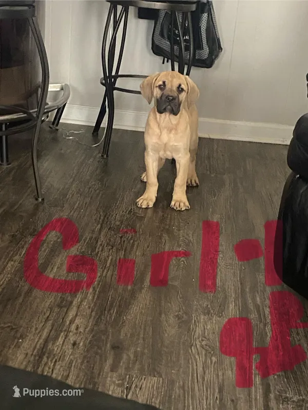 Fawn girl 2 – Cane Corso puppy for sale in Memphis, TN