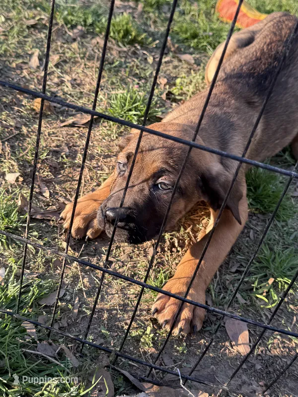 Dark fawn Male 2 – Cane Corso puppy for sale in Memphis, TN