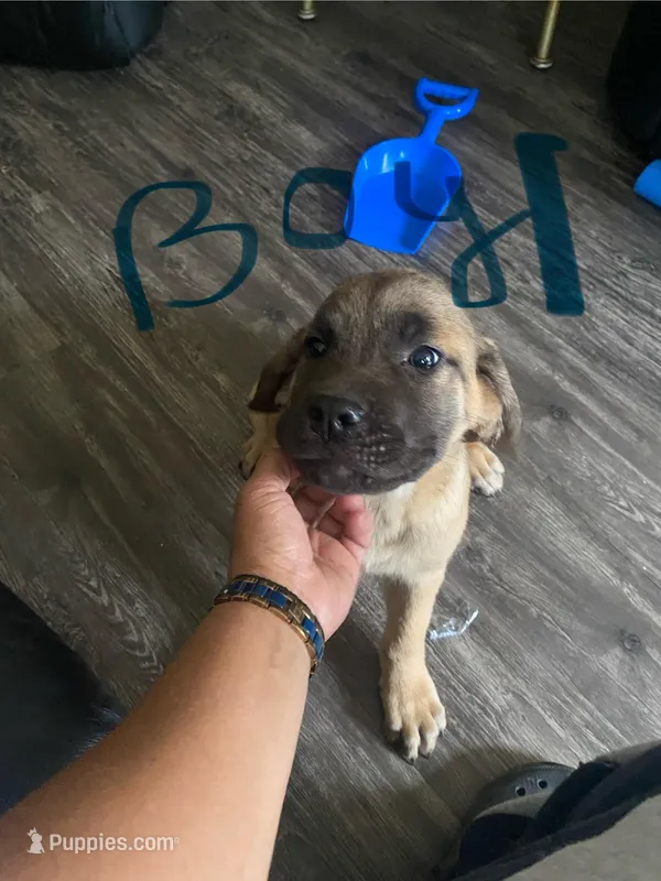 Fawn Male 1 – Cane Corso puppy for sale in Memphis, TN