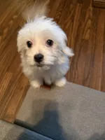 Teddy, a male Yorkshire Terrier for sale in Blue Ridge, GA – 3 of 4