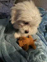 Teddy, a male Yorkshire Terrier for sale in Blue Ridge, GA – 2 of 4