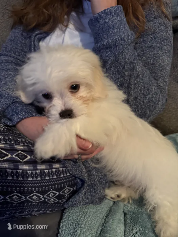 Teddy – Yorkshire Terrier puppy for sale in Blue Ridge, GA