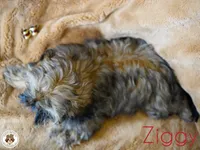Ziggy AKC CH, a male Shih Tzu for sale in Apollo Beach, FL – 3 of 5