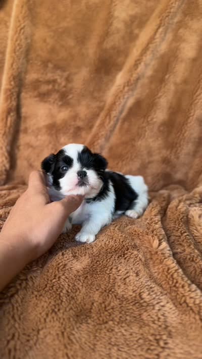 Blessed’s Lil Archie AKC, a male Shih Tzu for sale in Apollo Beach, FL – 7 of 7
