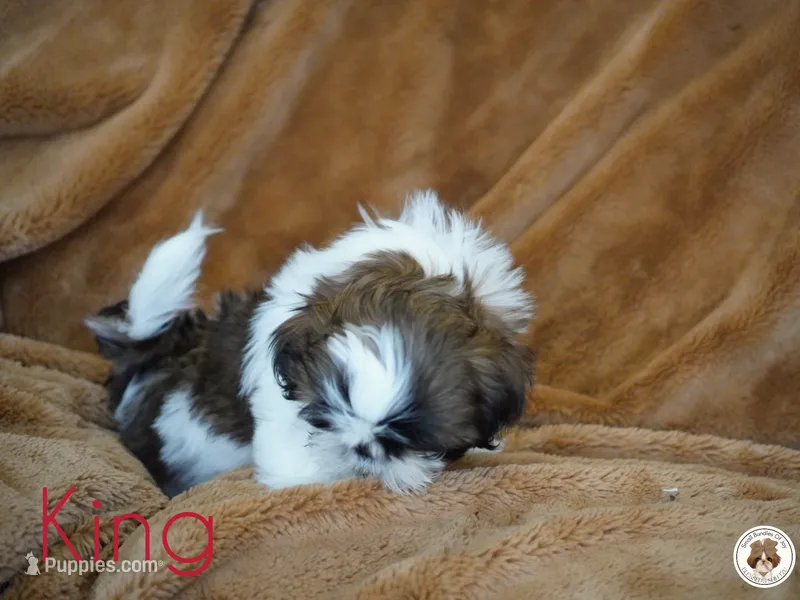 King AKC Ch – Shih Tzu puppy for sale in Apollo Beach, FL