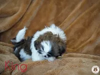 King AKC Ch, a male Shih Tzu for sale in Apollo Beach, FL – 1 of 5