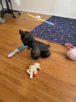 Andy AKC, a male Shih Tzu for sale in Apollo Beach, FL – 2 of 4
