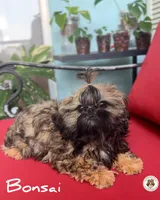 Bonsai.VERY TINY.AKC, a male Shih Tzu for sale in Apollo Beach, FL – 2 of 8