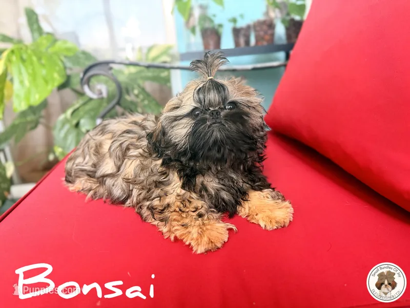Bonsai.VERY TINY.AKC – Shih Tzu puppy for sale in Apollo Beach, FL