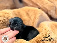 (Hold) Blessed’s Tiny Lux AKC, a male Shih Tzu for sale in Apollo Beach, FL – 3 of 5