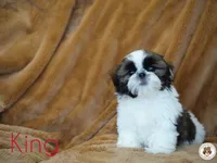 King AKC Ch, a male Shih Tzu for sale in Apollo Beach, FL – 2 of 5